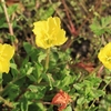 黄色い花が告げる初夏の訪れ