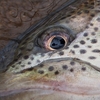 魚の視力は0.1程度だが…