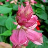 夏祭り・・