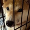 雨の日わんちゃん🐾