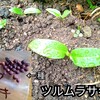 初体験★ツラムラサキの種まき