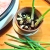【クズ野菜から育てる】ねぎ・小松菜・キャベツ