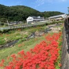 矢掛町　美川地区の彼岸花