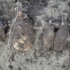 アラブ芋収穫