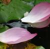 （短歌）蓮の花見れば故郷（ふるさと）思い出す