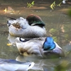 鳥撮日記　マガモ、ヨシガモが来ています＠平塚市総合公園