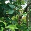 家の灌木の枝払いと季節の変化