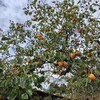 白山の柿の木