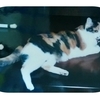 子守り猫