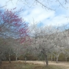 梅の花　花貫さくら公園