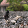 竹富島のねこさん