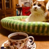 猫とコーヒー