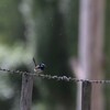 ルリオーストラリアムシクイ(Superb Fairy-wren)