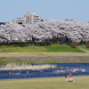 犀川緑地（法島・大桑地区）の満開桜
