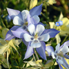 二重の花びら？