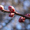 冬の花６