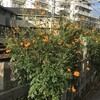 黄花秋桜