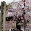 京都の桜2014・醍醐寺と「撮影禁止」