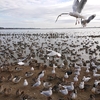 たくさんの水鳥とふれあえる冬のお出かけスポット「白鳥の里」～茨城県潮来市～