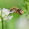 🌼れんげ畑で昆虫撮影😊