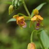 八丈島の植物たち　カキラン