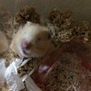 みそあん248日目