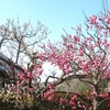 ２０２５ 梅を見る ～ けいはんな記念公園②