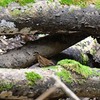 ヤブサメ