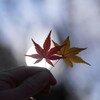 「散策日和＠小金井公園＃４１_紅葉🍁と銀杏ともみじ狩り🍁🍁♪」_撮影特訓編