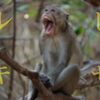 『ヒサルキ』とは【洒落怖スレまとめ・関連話・正体】