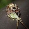マミジロハエトリが捕まえたホシハラビロヘリカメムシ幼虫