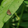 7月3日　蝶・チョウ・ちょう