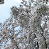 ボス公園の桜 満開です♪