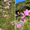 コスモスを詠んだ短歌　　気持ちのよい青空が広がる浄妙寺へ行つて来ました．芙蓉，彼岸花，野薊．そして秋の花コスモスは，墓地の一角に．　地に伏して小花もたぐるコスモスを濡らしゆきつつ秋霖雨（づゆ）昏（くら）し　木俣修　　かえらざる言問いに似てコスモスの花ゆれやまず人のさびしさ　岡部桂一郎　　こんなにも透きとおる母を駆け抜けてコスモス揺るる夕空に立つ　佐伯裕子　　八枚の花びらを持つコスモスのいつでも「きらい」で終わる占い　俵万智