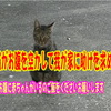 野良猫がお腹を空かして我が家に助けを求めて来た