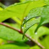 徳島は当分は梅雨空らしい