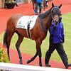 １０日の検疫で新天地となる美浦・矢野厩舎へ帰厩しています。☆ルージュセリーズ