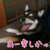 わらびを採りに山へ。危うく犬を失いそうになる(´;ω;`)