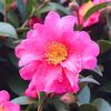 山茶花が凄い事になりそうだ