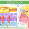 認知症と嗅覚の関係を調べてみた。嗅覚皮質は記憶を司る海馬の直近に存在し、認知症の中核症状である記憶障害、見当識障害の発現よりも先に、鼻の奥にある嗅神経の細胞がダメージを受けることがわかってきた。⇒W。正確に言えば、海馬に隣接する嗅内皮質が先に老衰する。動物的自然現象であると同時に脳の発達しすぎ人間的な自然現象だ！