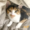 元気いっぱいの子猫 こむぎ＆やとら 12/15(日)譲渡会参加予定
