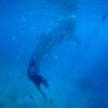 【新定番観光】フィリピンのオスロブで泳ぐ、ジンベイザメとシュノーケリング