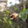 オオカマキリの卵