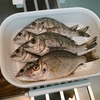 チヌ釣り🎣