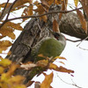 緑啄木鳥（アオゲラ）♀