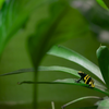 キオビヤドクガエル Dendrobates leucomelas