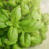バジルの代用品といえばこれ！ローリエやほうれん草・大葉がおすすめ？