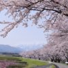 春の訪れを告げる絶景　あさひ舟川　桜並木