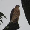 オオタカの幼鳥？それともツミ？