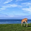 【北海道ほぼ一周6】最北端の地を歩く